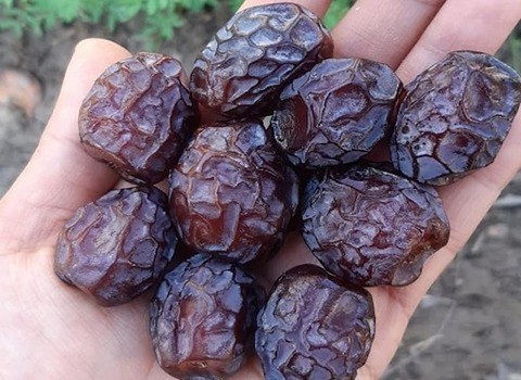 تصویر 4 از فروش خرما گنتار بهبهان + قیمت خرید به صرفه